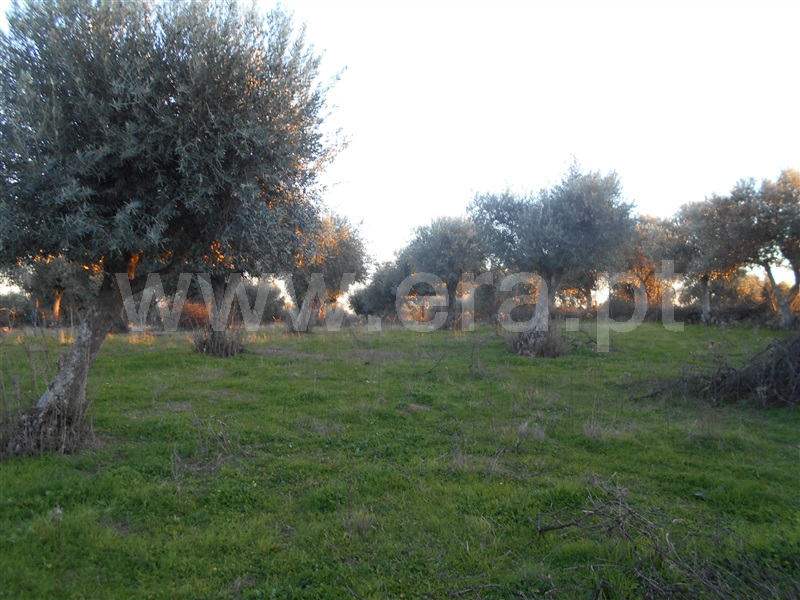 Terreno / Idanha-a-Nova, Zebreira