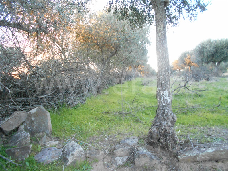 Terreno  Idanha-a-Nova, Zebreira - 1218891 - 3
