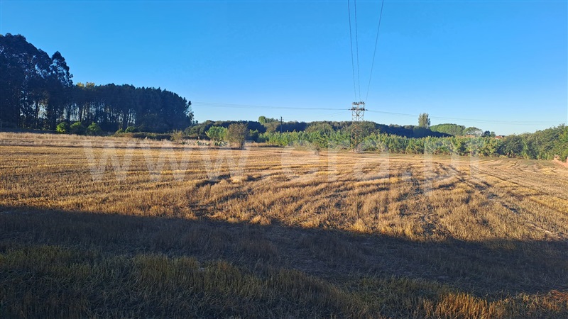 Terreno / Ílhavo, Centro