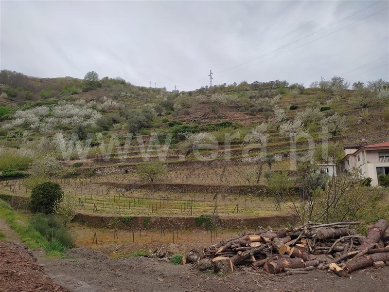 Terreno / Lamego, Penajóia