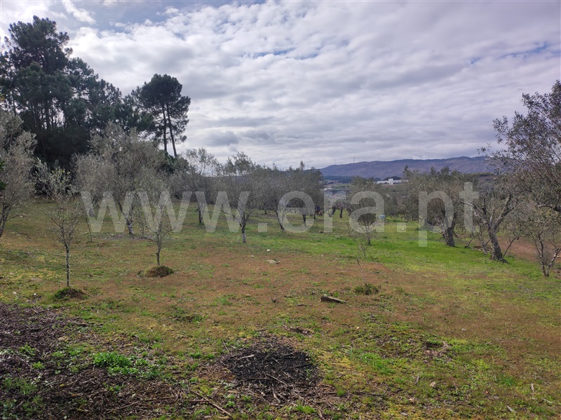 Terreno / Lamego, Várzea de Abrunhais