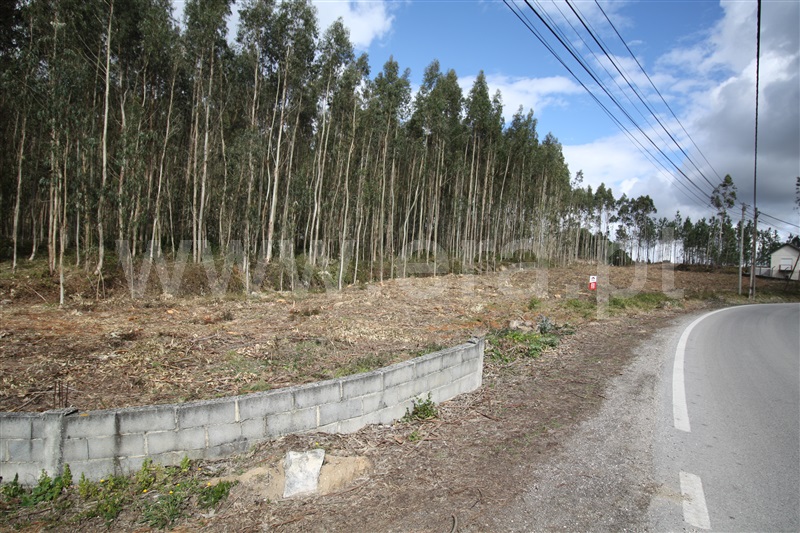 Terreno  com Agrícola Leiria, Boavista - 1234000 - 4