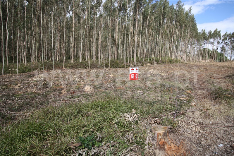 Terreno  com Agrícola Leiria, Boavista - 1234000 - 5