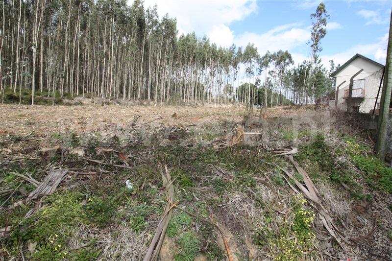 Terreno  com Agrícola Leiria, Boavista - 1234000 - 9