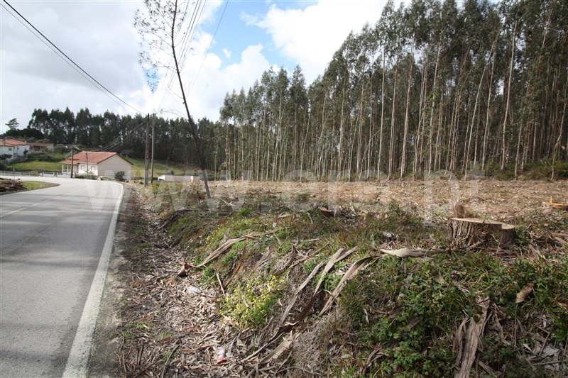 Terreno  com Agrícola Leiria, Boavista - 1234000 - 10