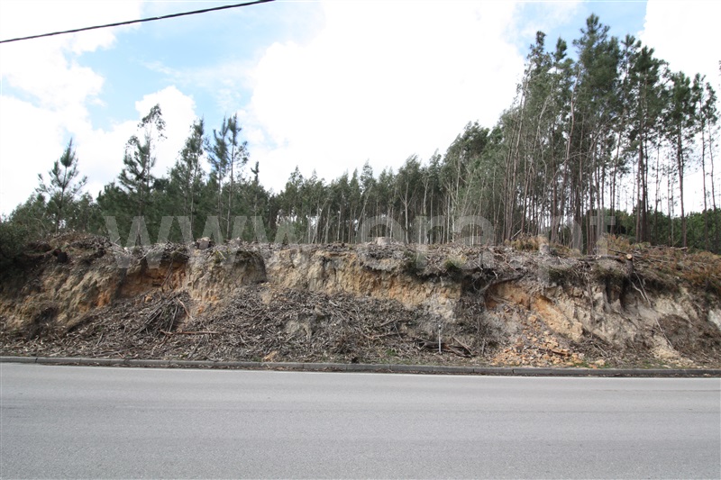 Terreno  com Agrícola Leiria, Boavista - 1234000 - 12