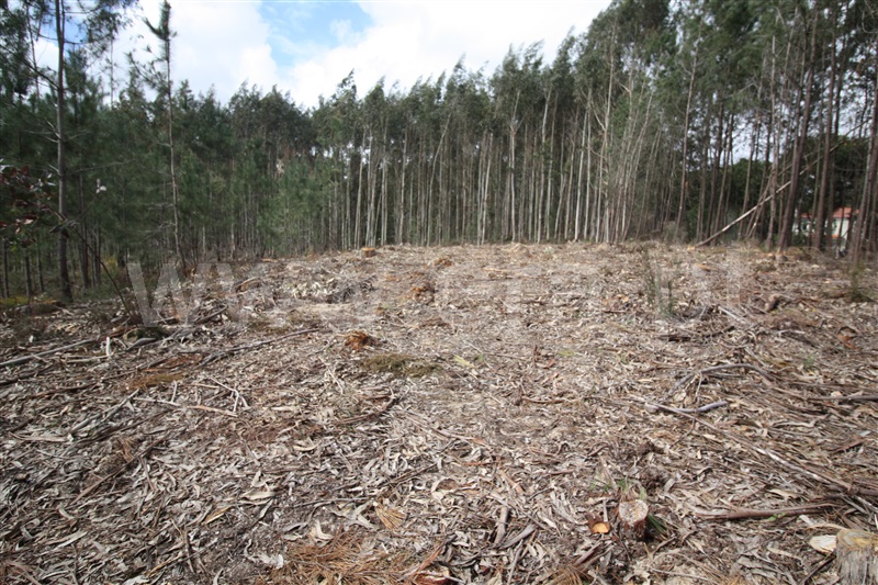 Terreno  com Agrícola Leiria, Boavista - 1234000 - 13