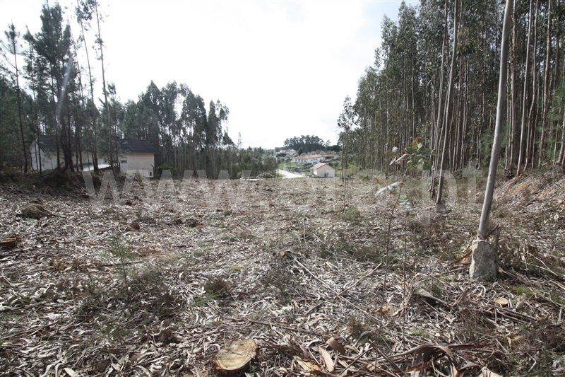 Terreno  com Agrícola Leiria, Boavista - 1234000 - 14