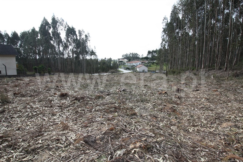 Terreno  com Agrícola Leiria, Boavista - 1234000 - 15