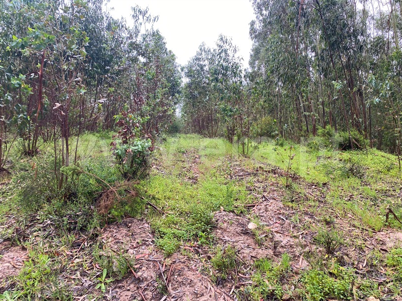 Terreno / Lourinhã, Moita dos Ferreiros