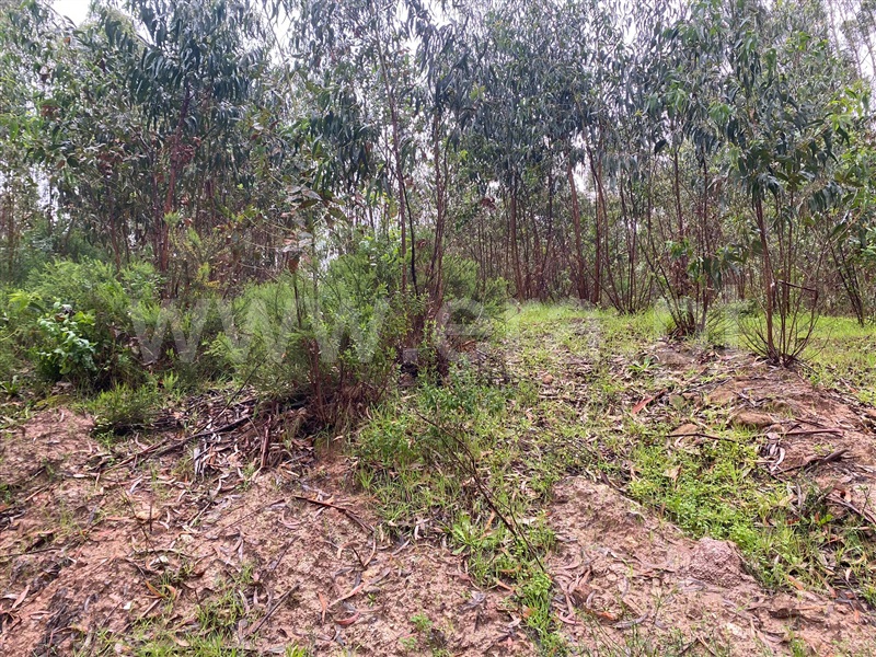Terreno  Lourinhã, Casal Torneiro - 1393486 - 3