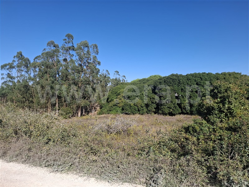 Terreno Rústico  Lourinhã, Reguengo Grande - 1509545 - 1