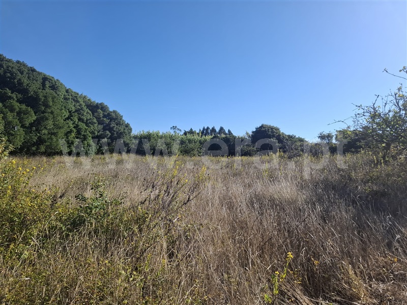 Terreno Rústico  Lourinhã, Reguengo Grande - 1509545 - 3