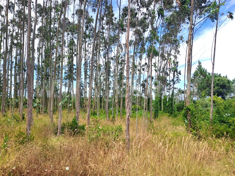 Terreno / Lourinhã, Reguengo Grande
