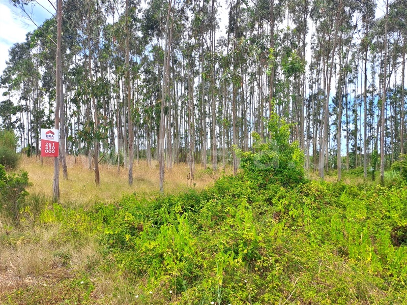 Terreno / Lourinhã, Reguengo Grande