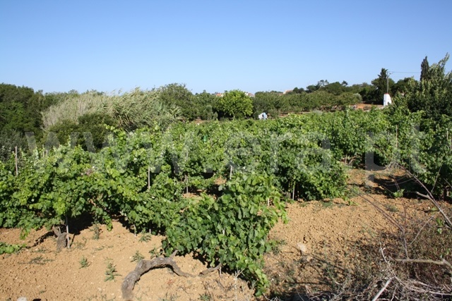 Terreno  Lourinhã, Reguengo Grande - 527639 - 10