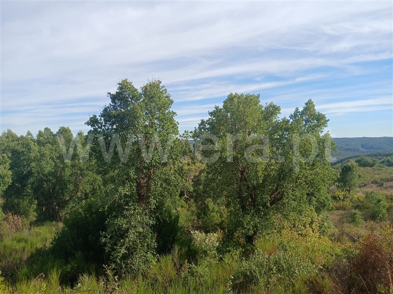 Terreno  Mação, Envendos - 1507397 - 2