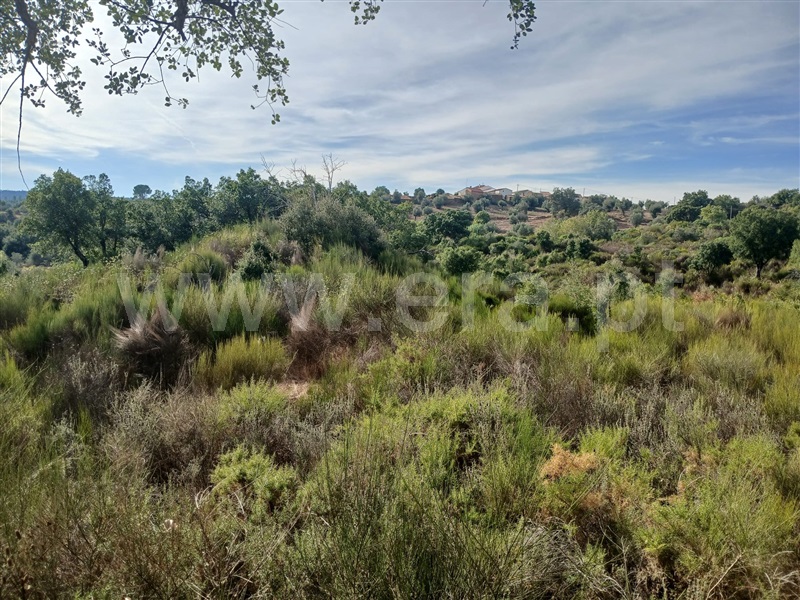 Terreno  Mação, Envendos - 1507397 - 4