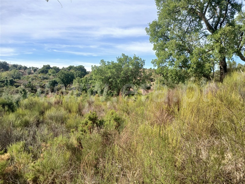 Terreno  Mação, Envendos - 1507397 - 5