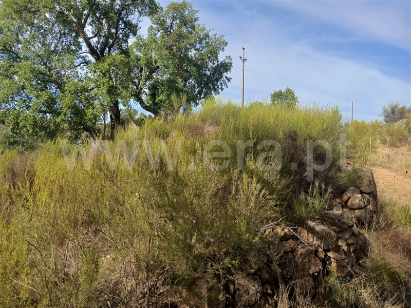 Terreno  Mação, Envendos - 1507397 - 6