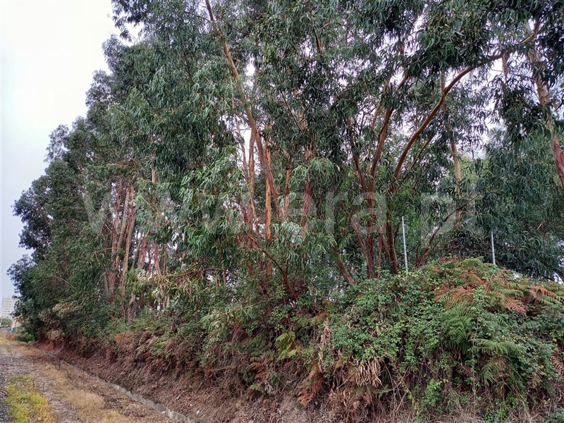 Terreno  Maia, Pedrouços - 1124932 - 3