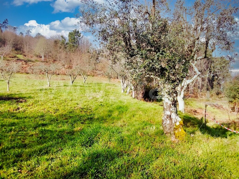 Terreno / Mangualde, Cunha Baixa