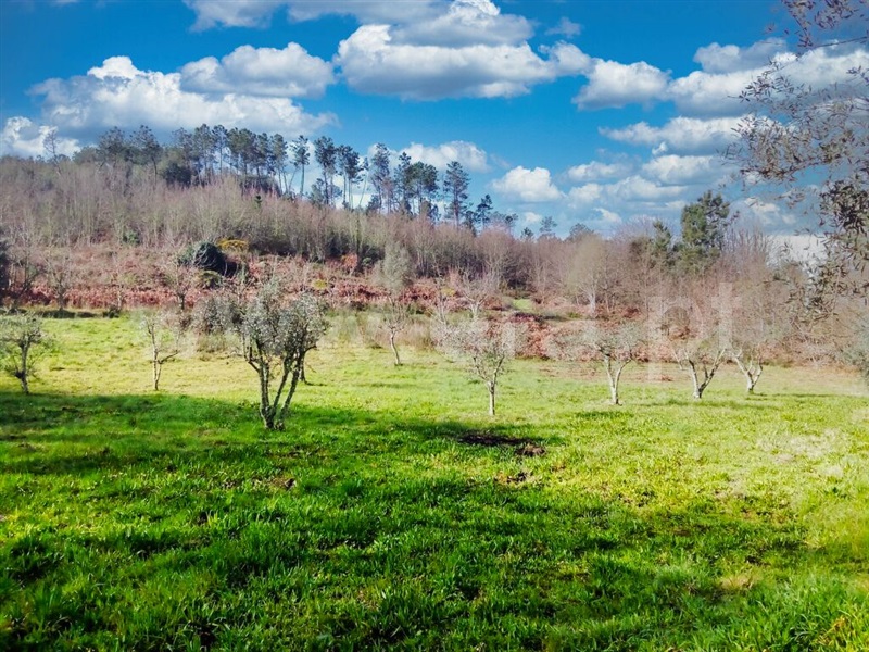 Terreno  Mangualde, Cunha Baixa - 1390581 - 2