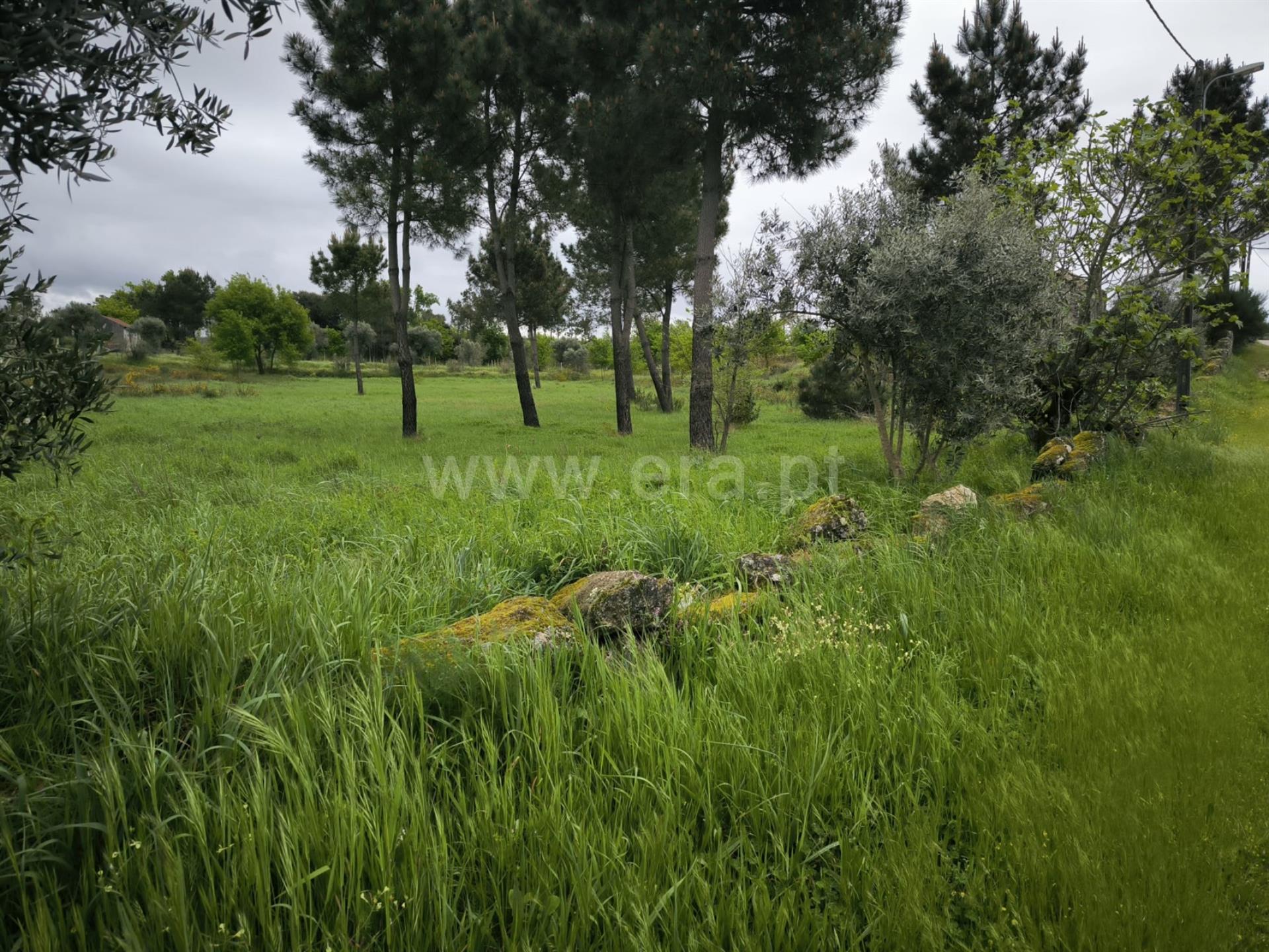 Land for sale in Mangualde, Portugal — €75,000