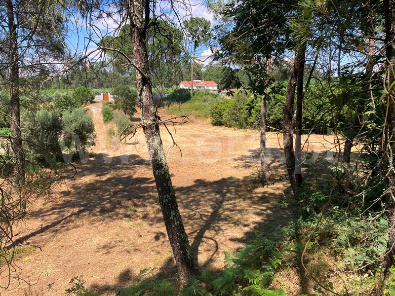 Terreno / Mangualde, Fornos de Maceira Dão