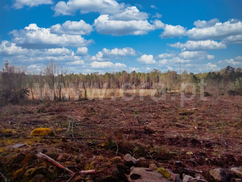 Terreno / Mangualde, Mangualde, Mesquitela e Cunha Alta