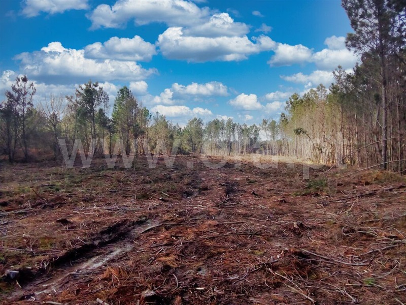 Terreno  Mangualde, Mangualde, Mesquitela e Cunha Alta - 1390584 - 3