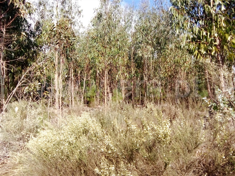 Terreno / Mangualde, Mangualde, Mesquitela e Cunha Alta
