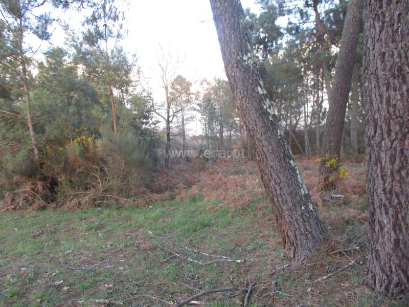 Terreno / Mangualde, Quintela de Azurara