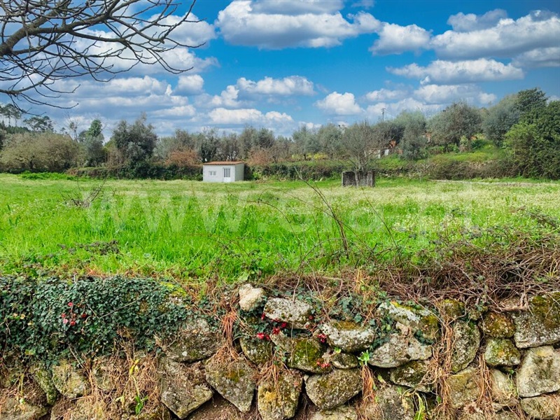 Terreno  Mangualde, Santiago de Cassurrães e Póvoa de Cervães - 1388261 - 4