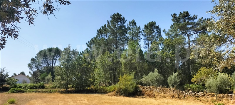 Terreno / Mangualde, Santiago de Cassurrães e Póvoa de Cervães