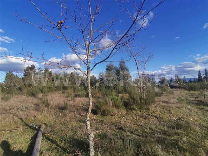 Terreno  Mangualde, Tavares (Chãs, Várzea e Travanca) - 1468553 - 6