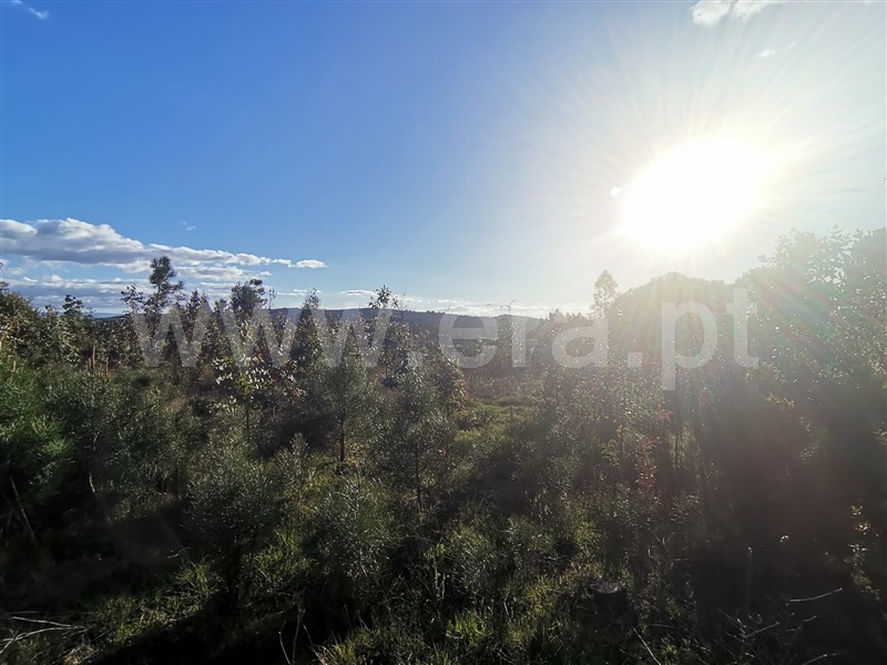 Terreno  Mangualde, Tavares (Chãs, Várzea e Travanca) - 1468553 - 7
