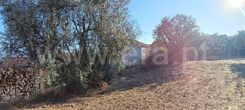 Terreno / Mangualde, Tavares (Chãs, Várzea e Travanca)