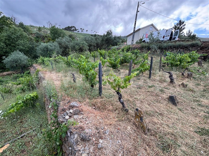 Terreno  Manteigas, Sameiro - 1502935 - 3
