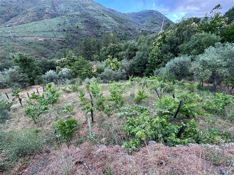 Terreno  Manteigas, Sameiro - 1502935 - 4
