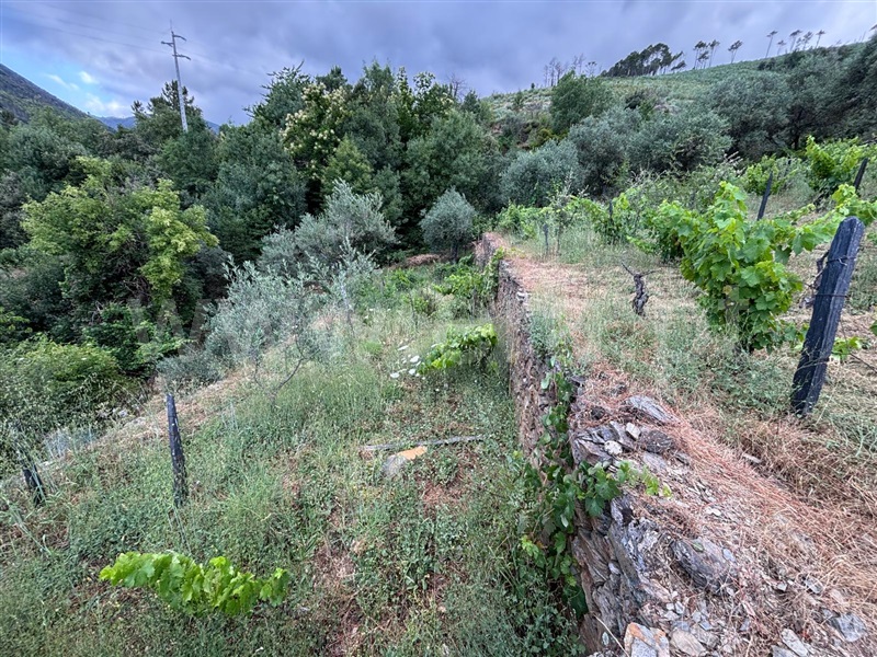 Terreno  Manteigas, Sameiro - 1502935 - 5