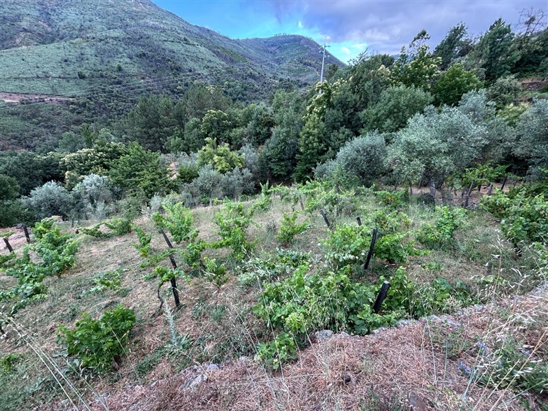 Terreno  Manteigas, Sameiro - 1502935 - 10