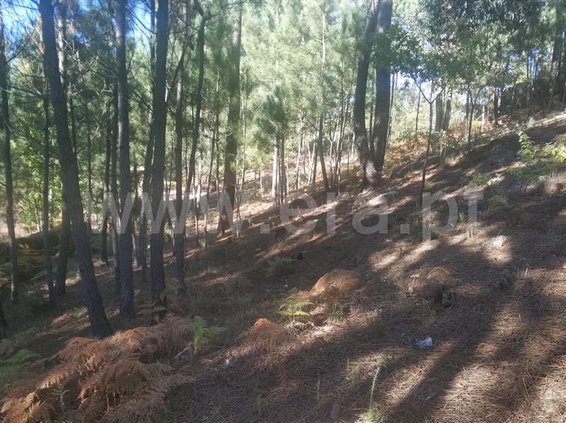 Terreno / Marco de Canaveses, Marco