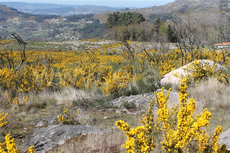Terreno / Marco de Canaveses, Penhalonga e Paços de Gaiolo