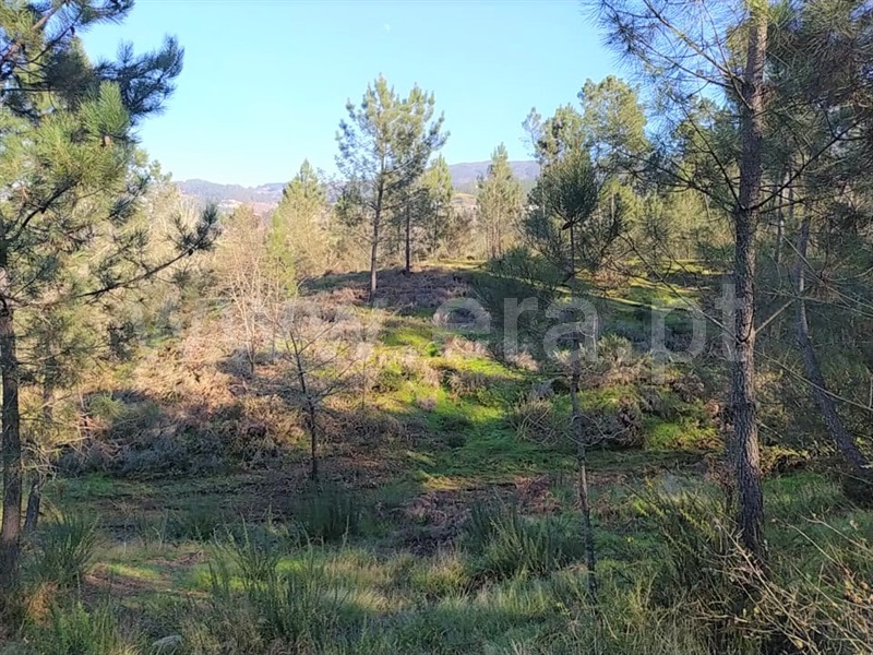 Terreno  Marco de Canaveses, Várzea, Aliviada e Folhada - 1303445 - 4