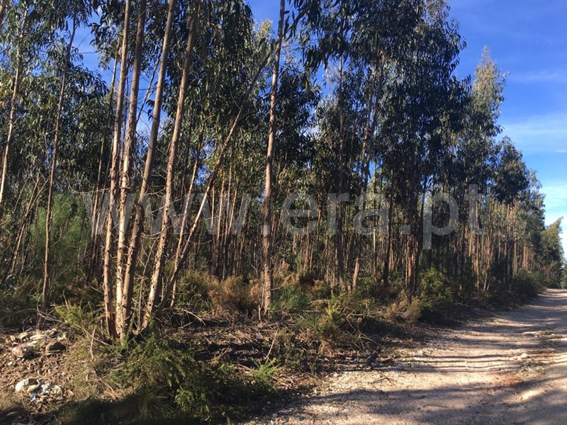 Terreno  Marinha Grande - 1164503 - 2