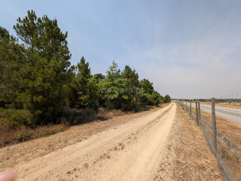 Terreno / Meda, Marialva