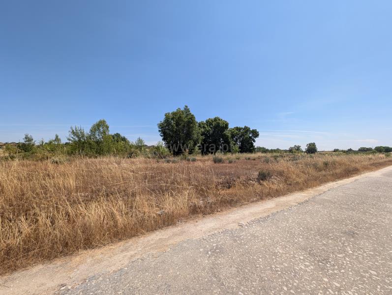 Terreno / Meda, Marialva