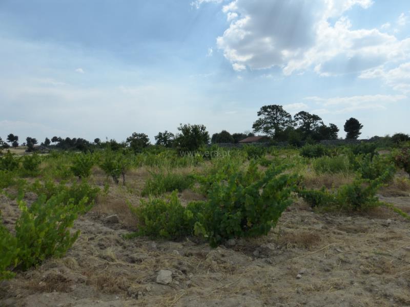 Terreno  Meda, Mêda - 758552 - 10