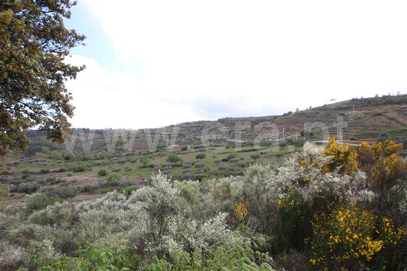 Terreno  Meda, Mêda - 749309 - 17